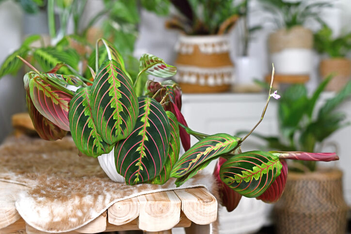 Calathea plant